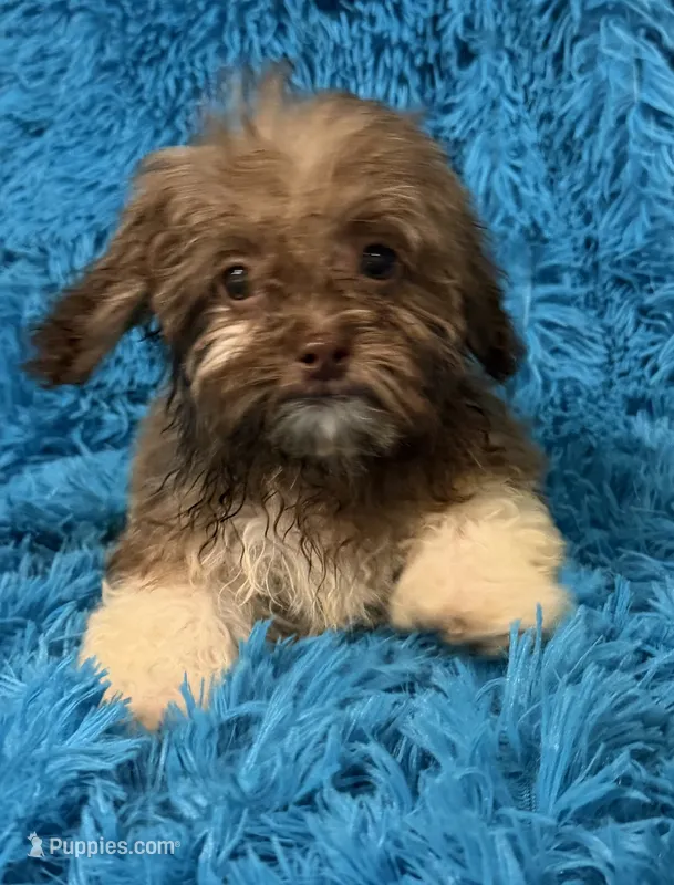 Izzy – Havanese, Shih Tzu puppy for sale in Marion, SC