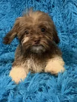 Izzy, a female Havanese and Shih Tzu for sale in Marion, SC – 1 of 8