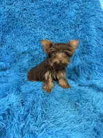 Zoey, a female Yorkshire Terrier for sale in Marion, SC – 8 of 8