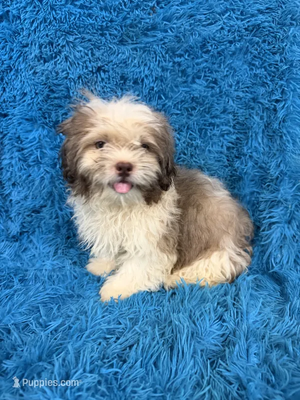 Hardy – Havanese, Shih Tzu puppy for sale in Marion, SC