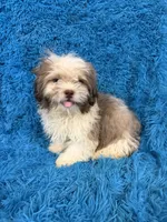 Hardy, a male Havanese and Shih Tzu for sale in Marion, SC – 5 of 5