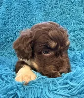 Snicker , a male Beagle and Havanese for sale in Marion, SC – Photo 1 of 10