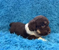 Snicker , a male Beagle and Havanese for sale in Marion, SC – Photo 6 of 10