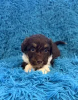 Snicker , a male Beagle and Havanese for sale in Marion, SC – Photo 3 of 10