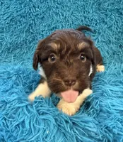 Snicker , a male Beagle and Havanese for sale in Marion, SC – Photo 2 of 10