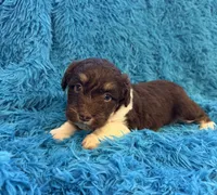 Snicker , a male Beagle and Havanese for sale in Marion, SC – Photo 8 of 10