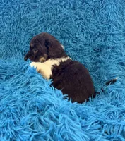 Snicker , a male Beagle and Havanese for sale in Marion, SC – Photo 7 of 10