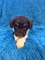 Snicker , a male Beagle and Havanese for sale in Marion, SC – Photo 9 of 10