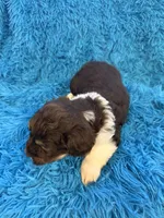 Snicker , a male Beagle and Havanese for sale in Marion, SC – Photo 10 of 10