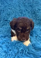 Snicker , a male Beagle and Havanese for sale in Marion, SC – Photo 4 of 10