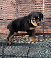 processed/608ae2f6-0947-4023-afa4-defdb6211db0/listing/40e5a624-7e45-4f10-9912-cd4661086fa0/1ff3a0df-8dbd-49ed-947d-07b32783167e