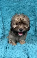 Finley , a male Havapoo for sale in Marion, SC – 7 of 9