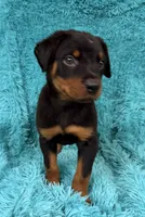 Blaze, a male Rottweiler for sale in Marion, SC – 6 of 8