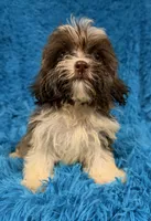 Marsh, a male Havanese and Shih Tzu for sale in Marion, SC – 7 of 10