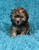 Lainey, a female Havapoo for sale in Marion, SC – 7 of 8