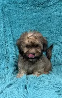 Finley , a male Havapoo for sale in Marion, SC – 4 of 9