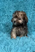 Lainey, a female Havapoo for sale in Marion, SC – 8 of 8