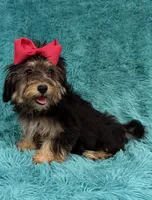 Piper, a female Havanese and Poodle - Toy  for sale in Marion, SC – 2 of 8