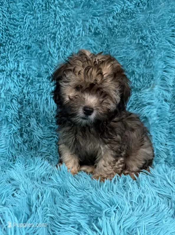 Lainey – Havapoo puppy for sale in Marion, SC
