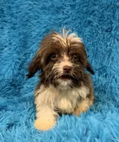 Marsh, a male Havanese and Shih Tzu for sale in Marion, SC – 5 of 10