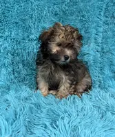 Lainey, a female Havapoo for sale in Marion, SC – 4 of 8