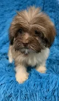 Lizzy, a female Havanese and Shih Tzu for sale in Marion, SC – 7 of 9
