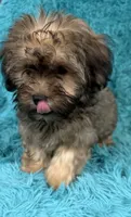 Finley , a male Havapoo for sale in Marion, SC – 3 of 9