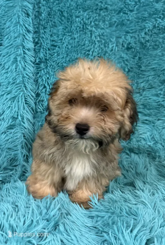 Lang – Havapoo puppy for sale in Marion, SC