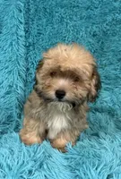 Lang, a male Havapoo for sale in Marion, SC – 1 of 8