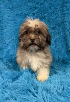 Sissy, a female Havanese and Shih Tzu for sale in Marion, SC – 4 of 10
