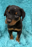 Blaze, a male Rottweiler for sale in Marion, SC – 5 of 8
