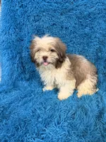 Hardy, a male Havanese and Shih Tzu for sale in Marion, SC – 4 of 5