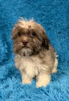 Sissy, a female Havanese and Shih Tzu for sale in Marion, SC – 3 of 10
