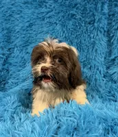 Marsh, a male Havanese and Shih Tzu for sale in Marion, SC – 8 of 10