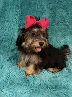 Piper, a female Havanese and Poodle - Toy  for sale in Marion, SC – 3 of 8