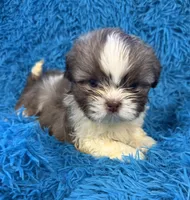 Hardy, a male Havanese and Shih Tzu for sale in Marion, SC – Photo 1 of 10