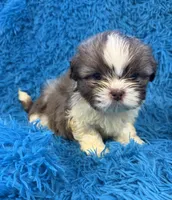 Hardy, a male Havanese and Shih Tzu for sale in Marion, SC – Photo 4 of 10