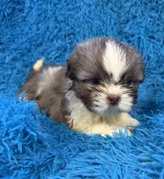 Hardy, a male Havanese and Shih Tzu for sale in Marion, SC – Photo 6 of 10