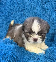 Hardy, a male Havanese and Shih Tzu for sale in Marion, SC – Photo 5 of 10