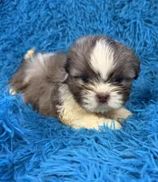 Hardy, a male Havanese and Shih Tzu for sale in Marion, SC – Photo 7 of 10
