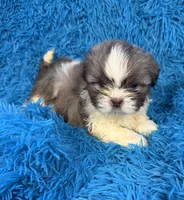 Hardy, a male Havanese and Shih Tzu for sale in Marion, SC – Photo 10 of 10