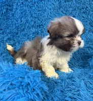 Hardy, a male Havanese and Shih Tzu for sale in Marion, SC – Photo 9 of 10