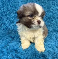 Hardy, a male Havanese and Shih Tzu for sale in Marion, SC – Photo 3 of 10