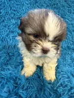 Hardy, a male Havanese and Shih Tzu for sale in Marion, SC – Photo 8 of 10