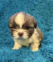Hardy, a male Havanese and Shih Tzu for sale in Marion, SC – Photo 2 of 10