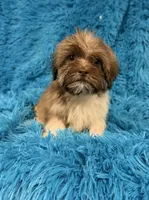Lizzy, a female Havanese and Shih Tzu for sale in Marion, SC – 8 of 9