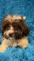 Marsh, a male Havanese and Shih Tzu for sale in Marion, SC – 9 of 10