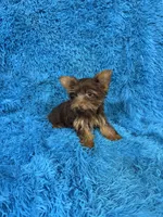 Zoey, a female Yorkshire Terrier for sale in Marion, SC – 7 of 8