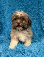 Sissy, a female Havanese and Shih Tzu for sale in Marion, SC – 7 of 10