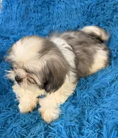 Priss , a female Havanese and Shih Tzu for sale in Marion, SC – 4 of 8